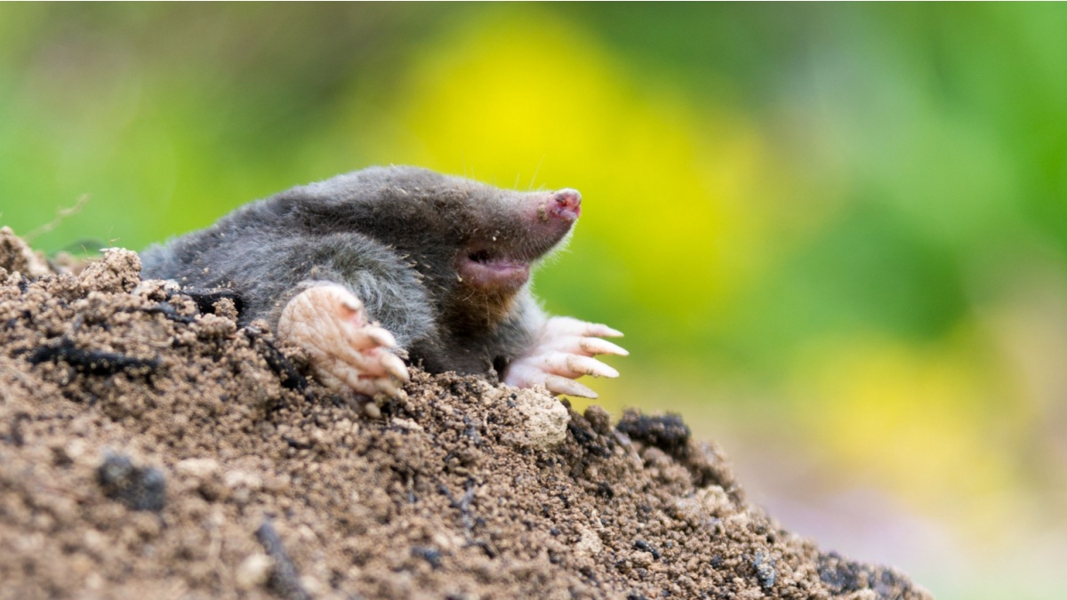 Deze zomer houdt de verbazingwekkende truc met hondenharen de mollen uit uw tuin