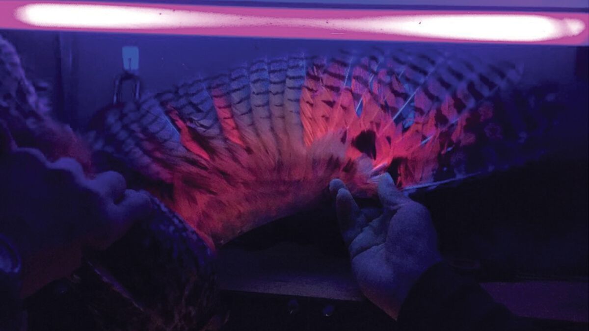 Fluo roze uilen bestaan: wetenschappers hebben een verklaring voor dit fenomeen