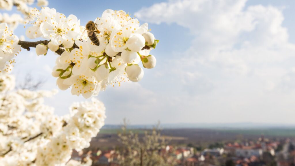 Bedreigde bijen in de stad: de impact van stedelijke bloemen onthuld door een studie