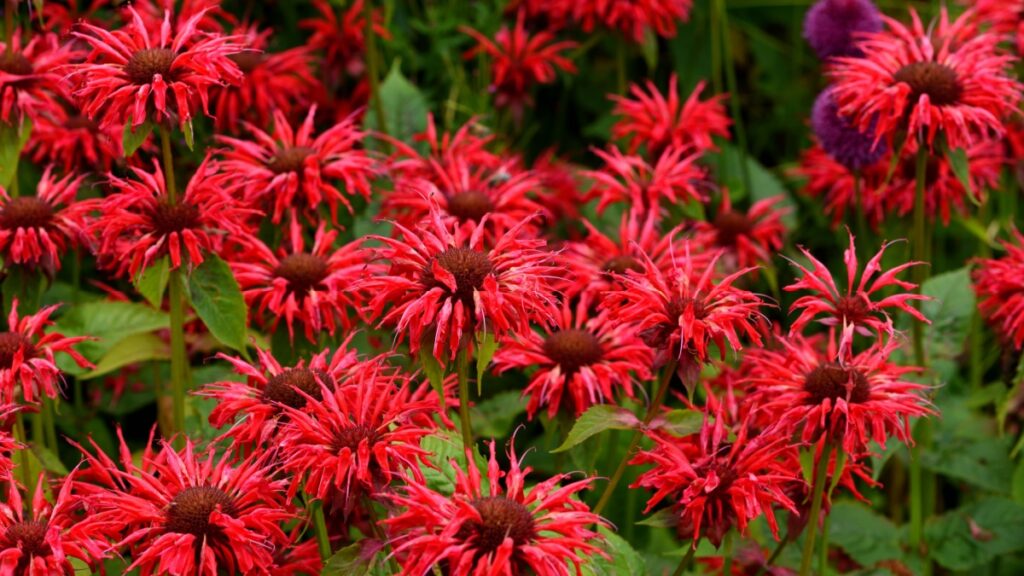 De monardes, die vaste planten die onze tuinen verfraaien met kleuren die de mooiste vlinders waardig zijn